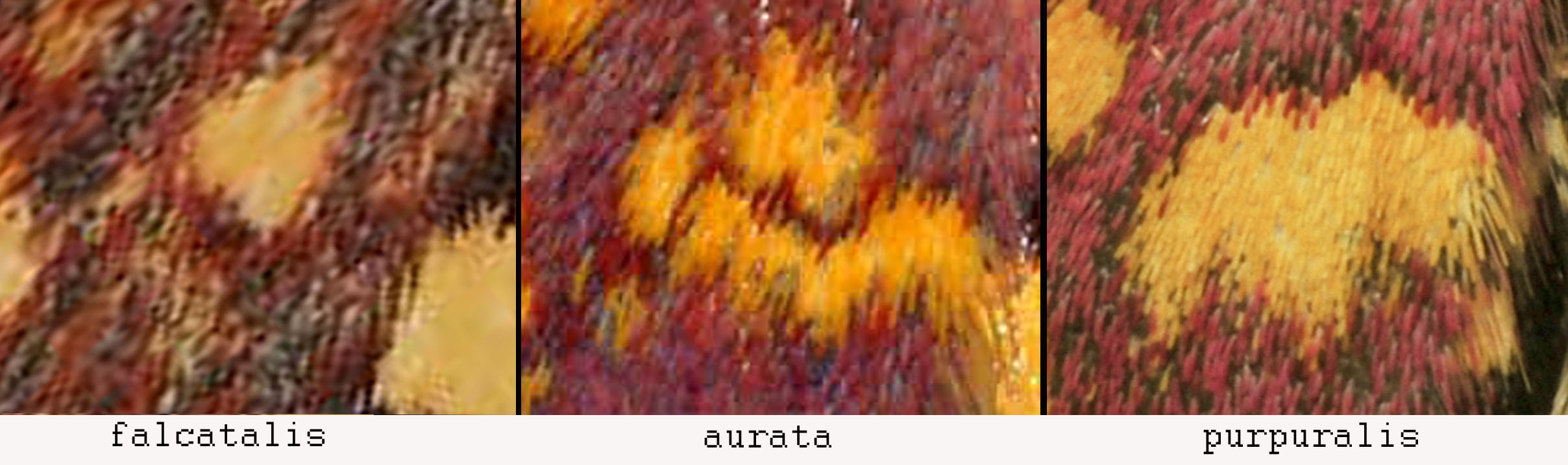 Pyrausta ? S,  P. aurata